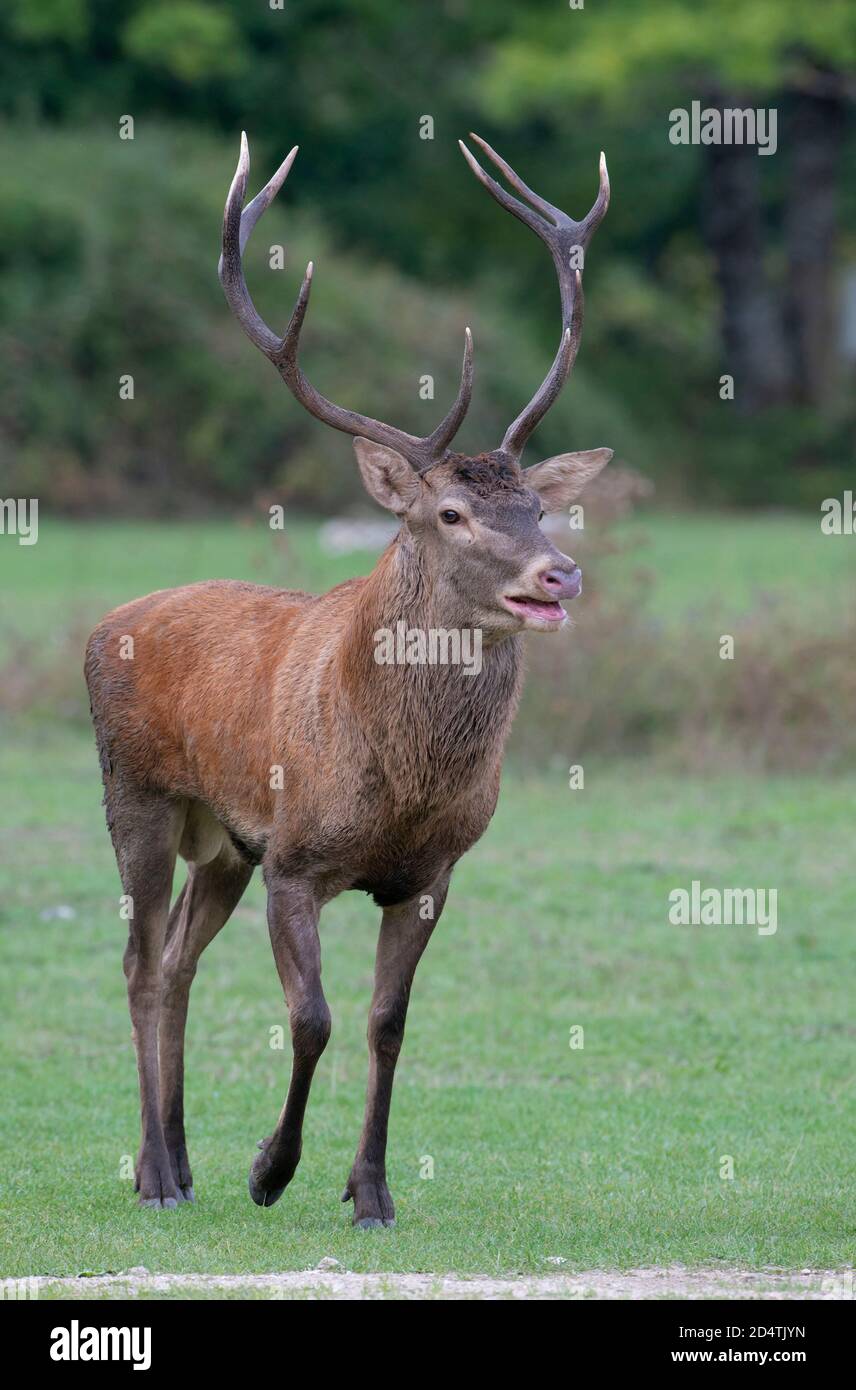 Red deer (Cervus elaphus) stag roaring during the autumnal rut, Abruzzo, Italy Stock Photo