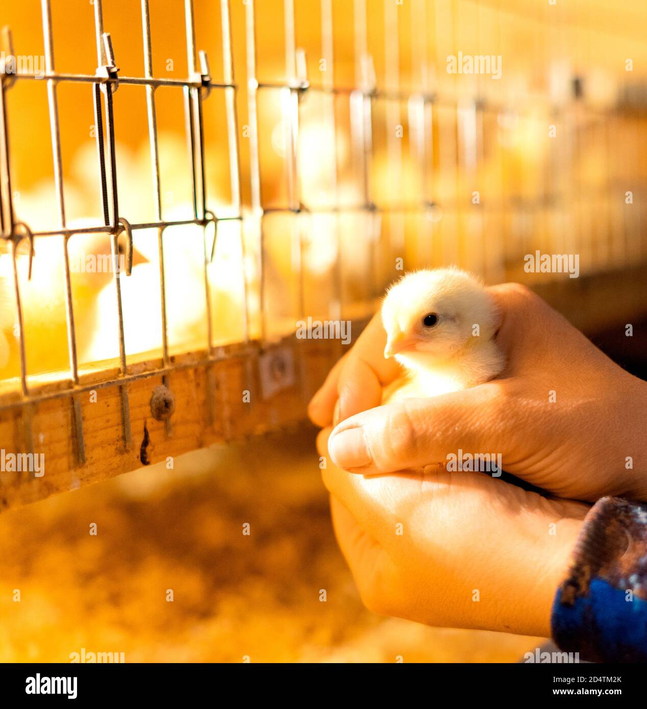 Women's hands hold a yellow chiks chicken. A farmer examines a chicken in the chicken coop. Selective focus. Stock Photo