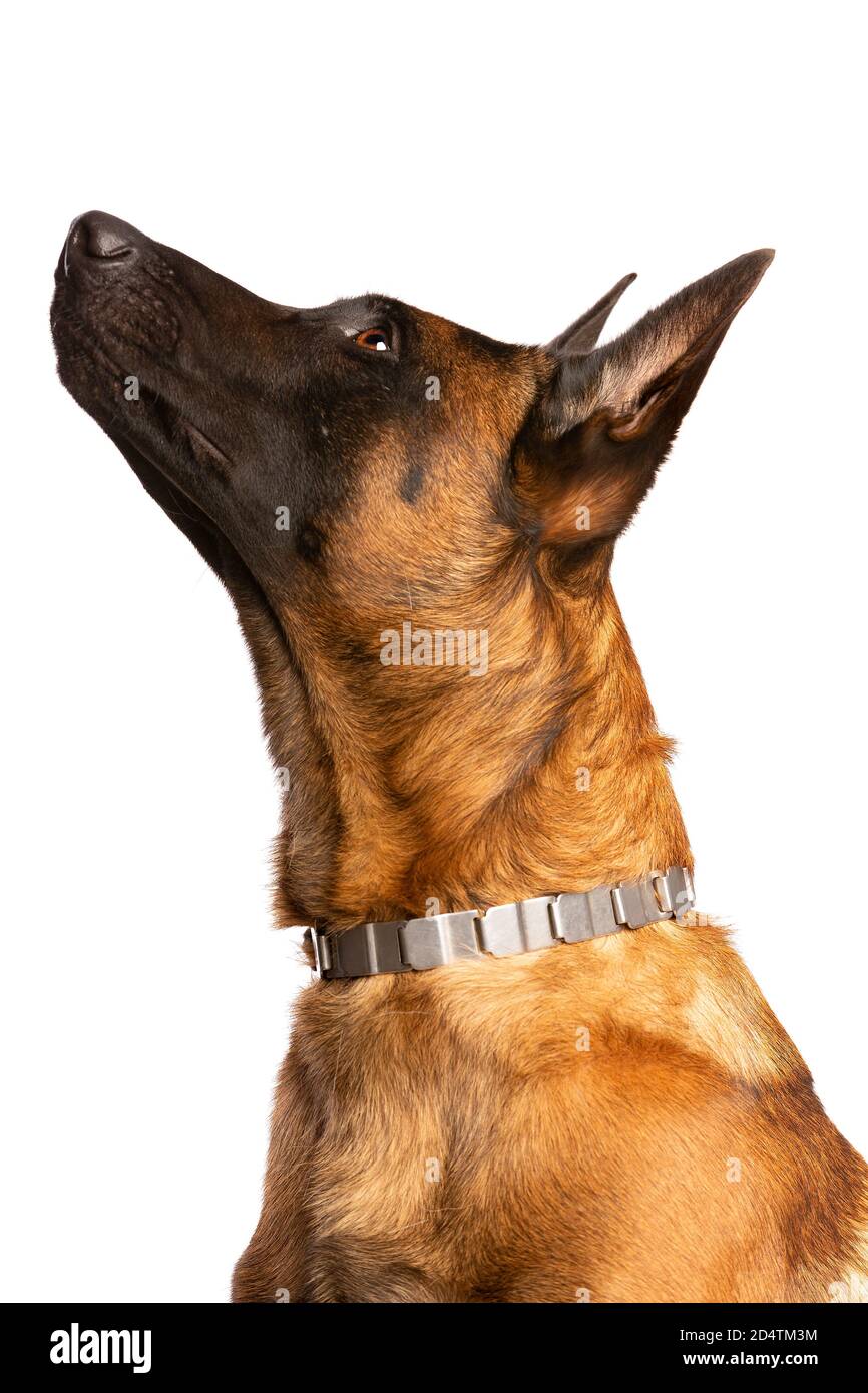 Belgian Malinois dog in front of a white background Stock Photo
