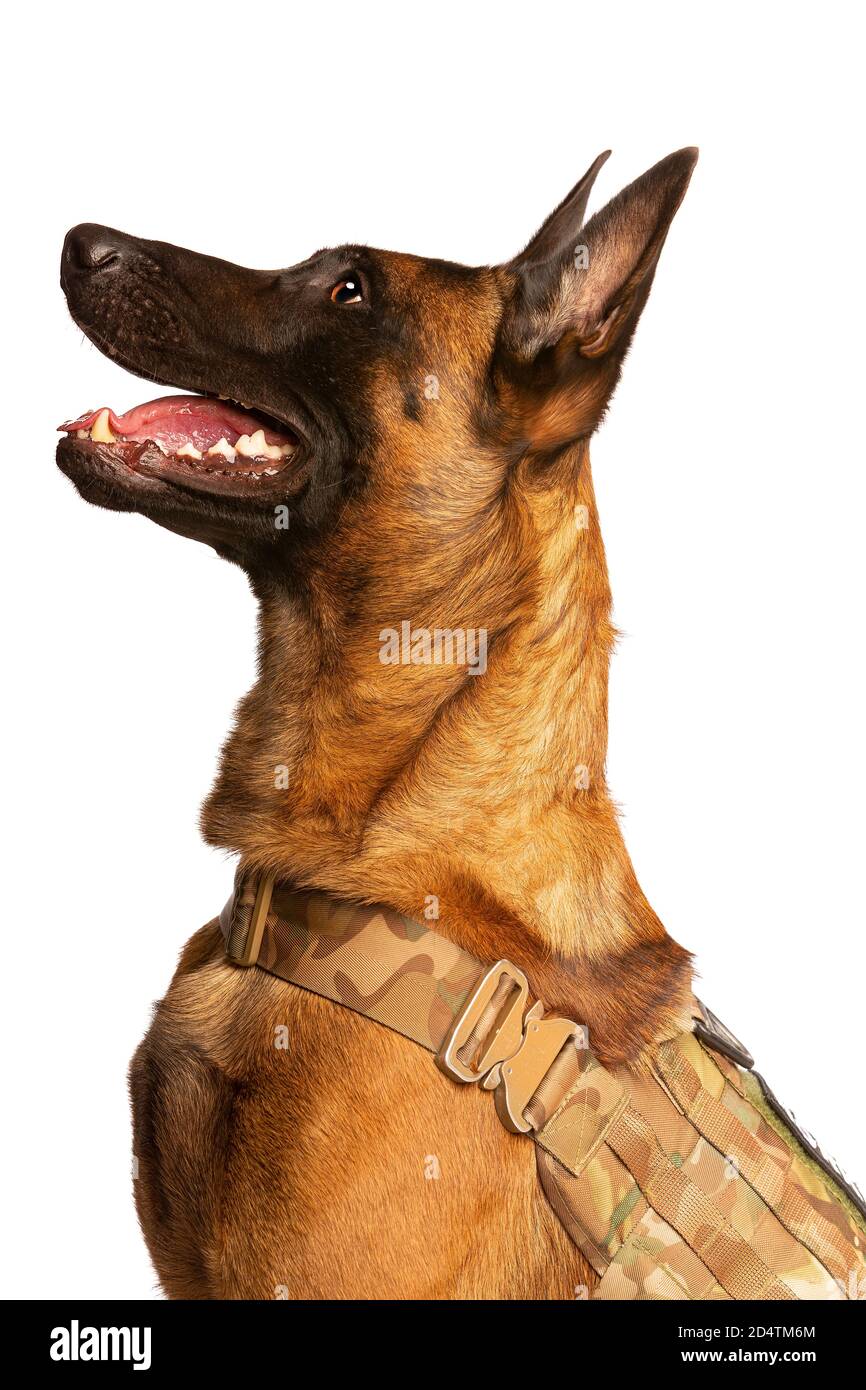 Belgian Malinois dog in front of a white background Stock Photo