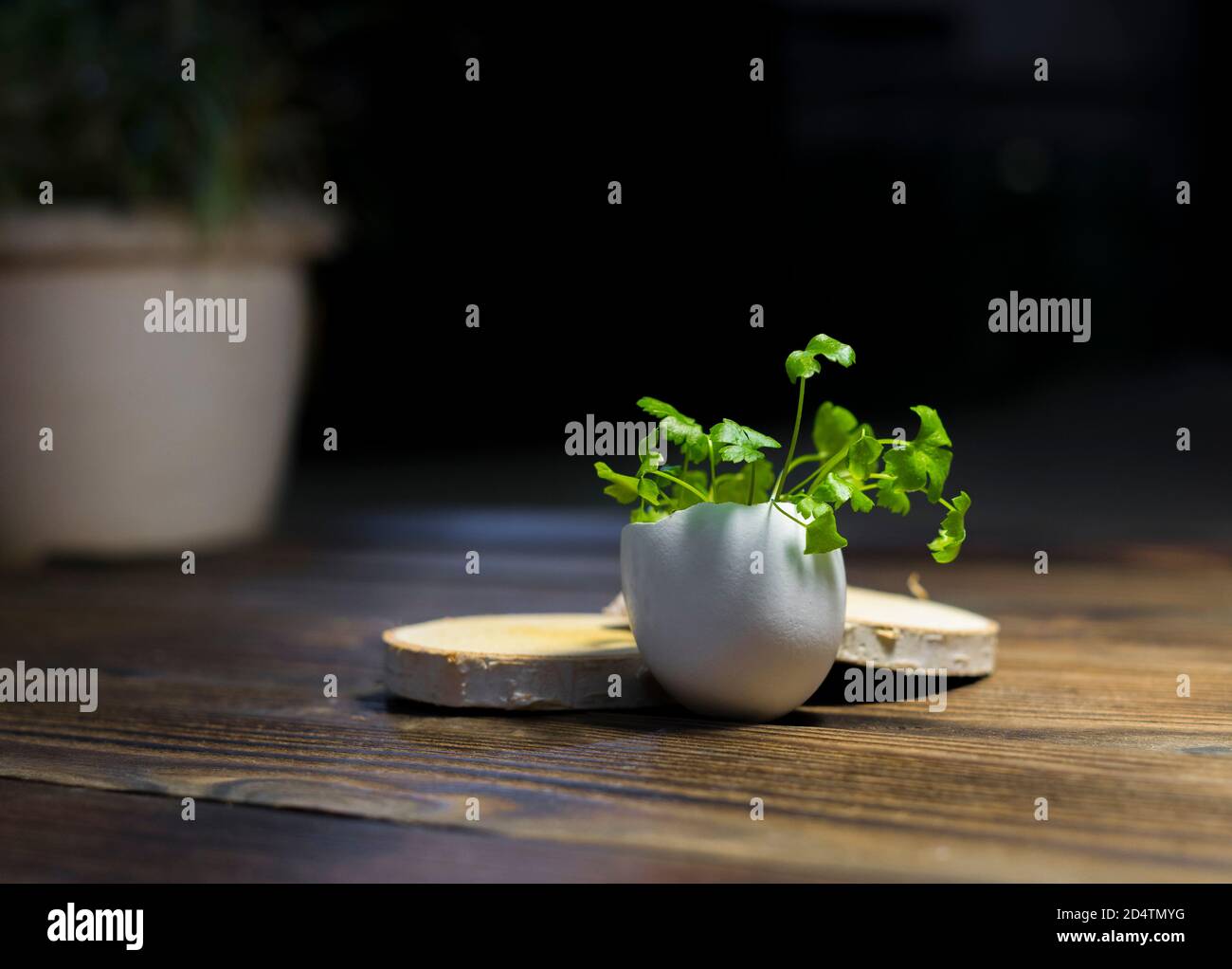 Seedlings of celery growing out of a white eggshell filled with soil in dramatic lighting on a old grunge wood surface. Shallow depth of field. Stock Photo