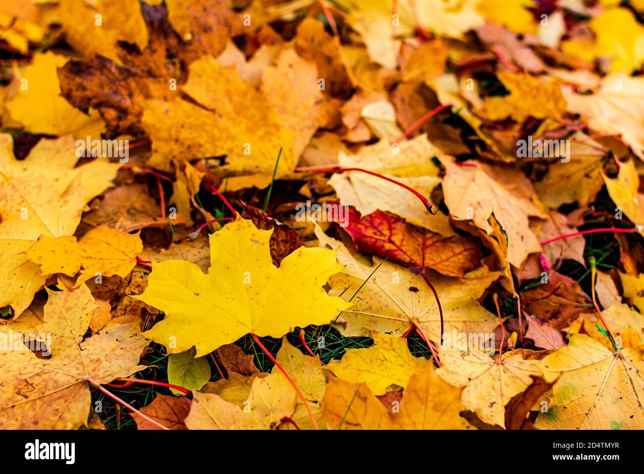 Orange yellow maple leaves background Stock Photo - Alamy
