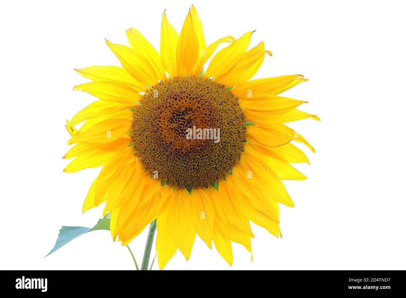The Spring flowers in the garden, a sunny day Stock Photo