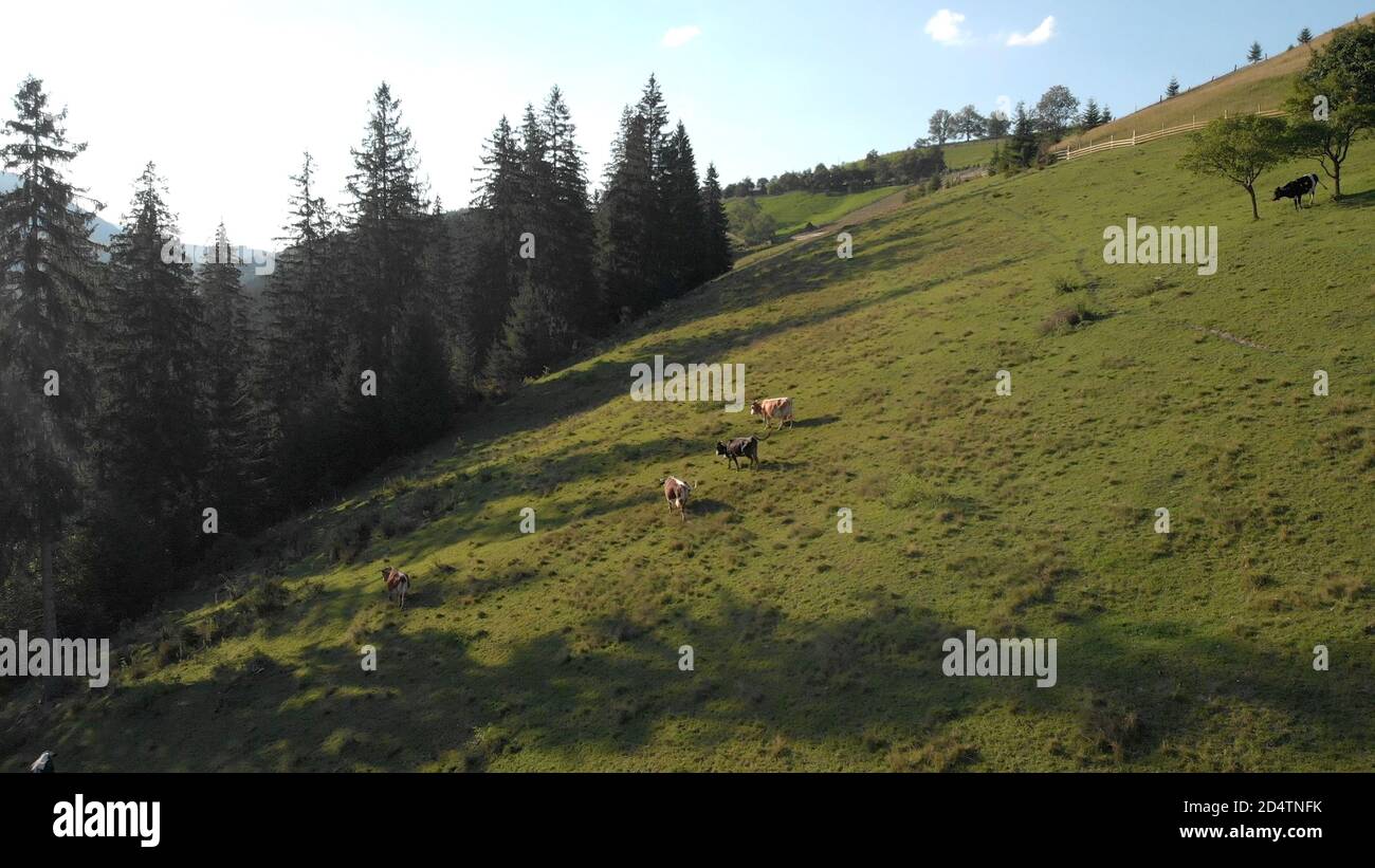 Aerial view of cows on the green meadow Stock Photo - Alamy
