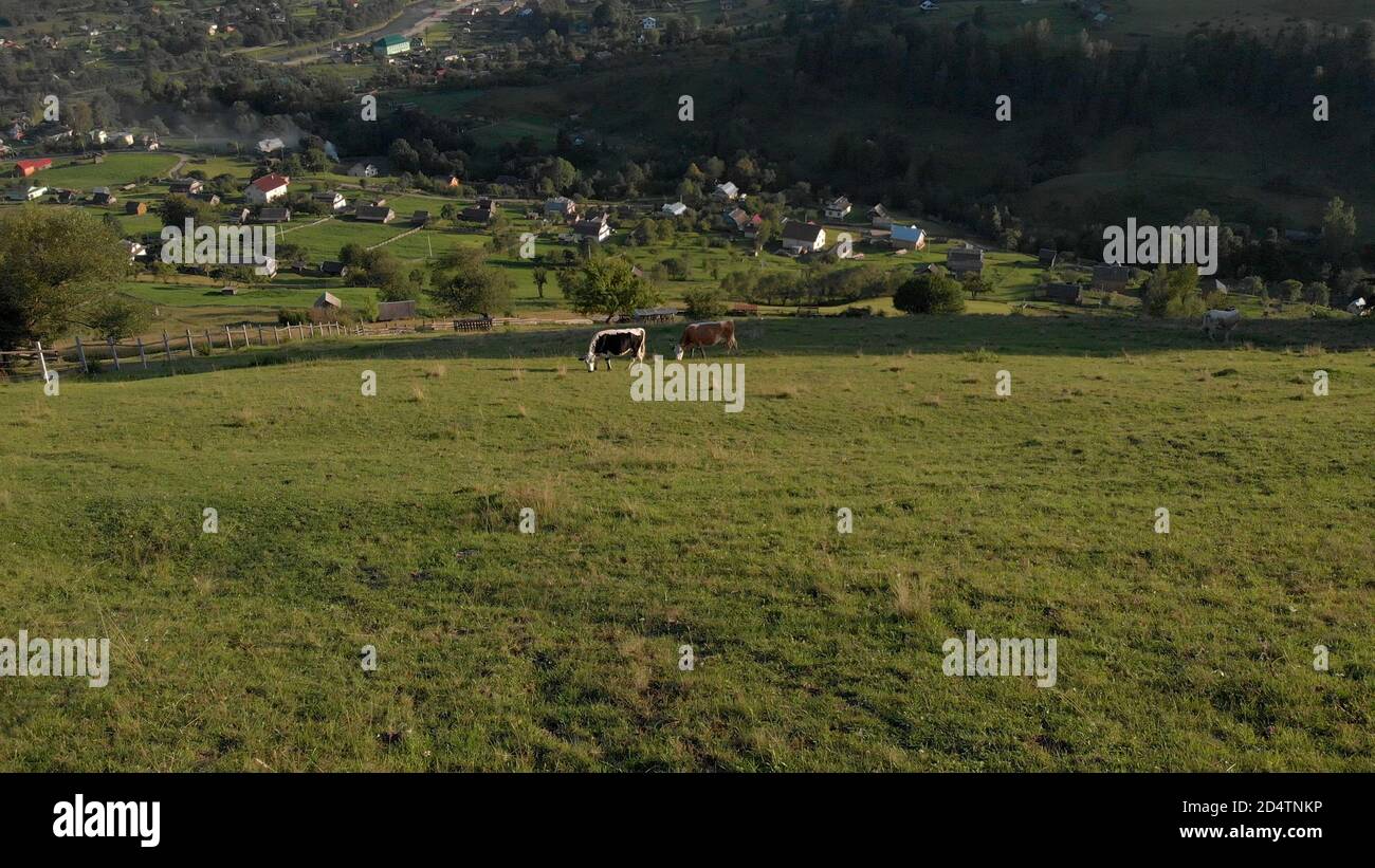 The cows are grazing on the green valley Stock Photo - Alamy