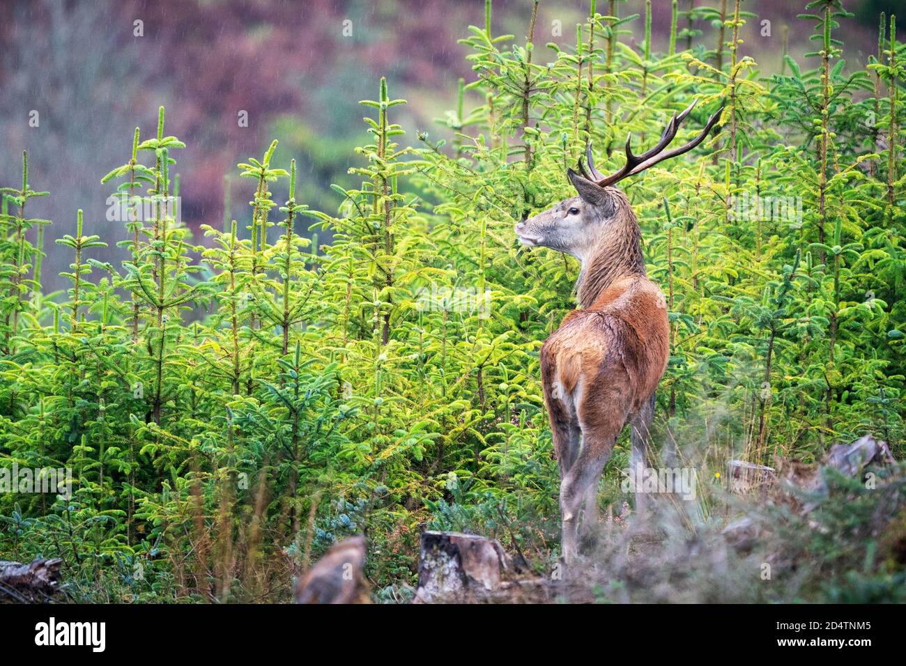 red deer stag on a mountain side over looking a forest Stock Photo