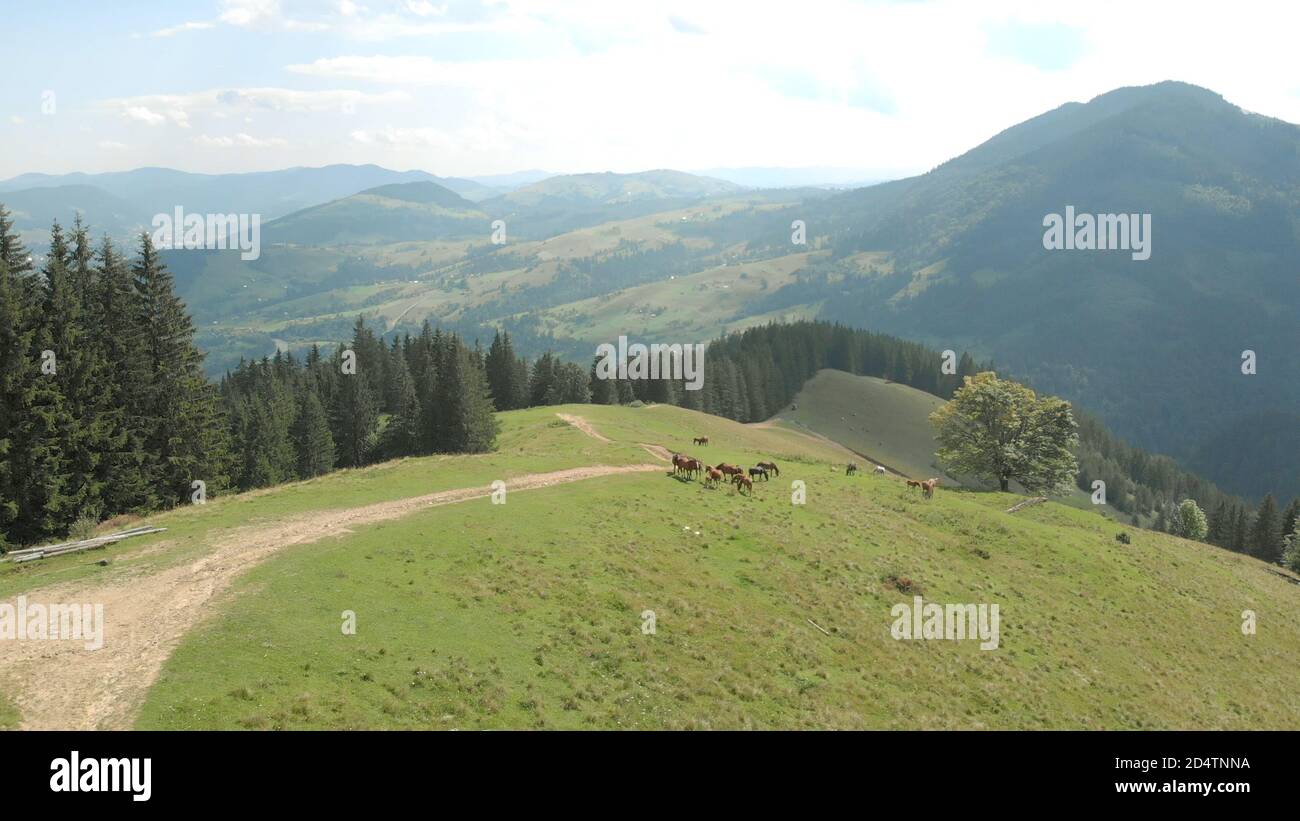 The herd of horses on green pasture Stock Photo - Alamy