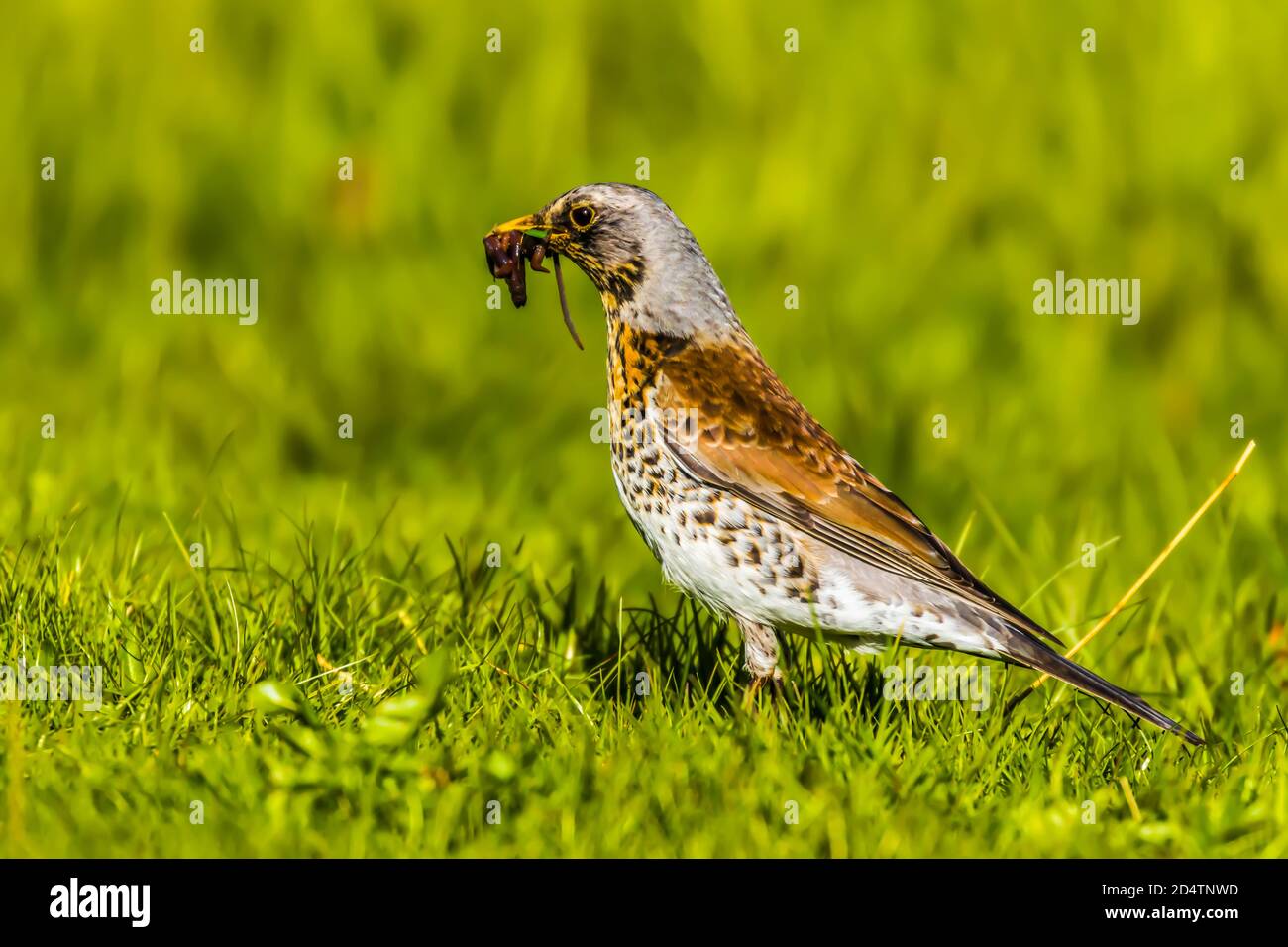 Bird with foods Stock Photo Alamy