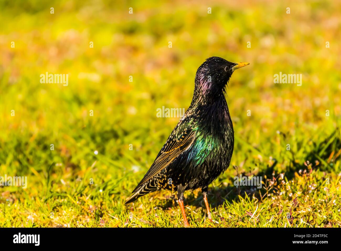 Bird locking the foods Stock Photo Alamy