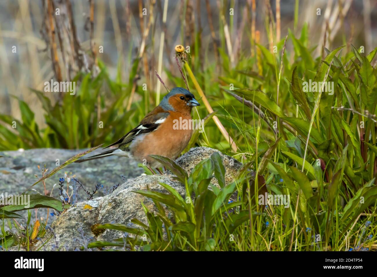 Bird locking the foods Stock Photo Alamy