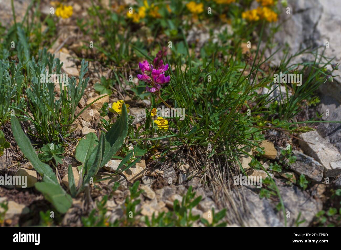 Yellow and purple alpine flowers tilt shift effect, Dolomites, Italy Stock Photo