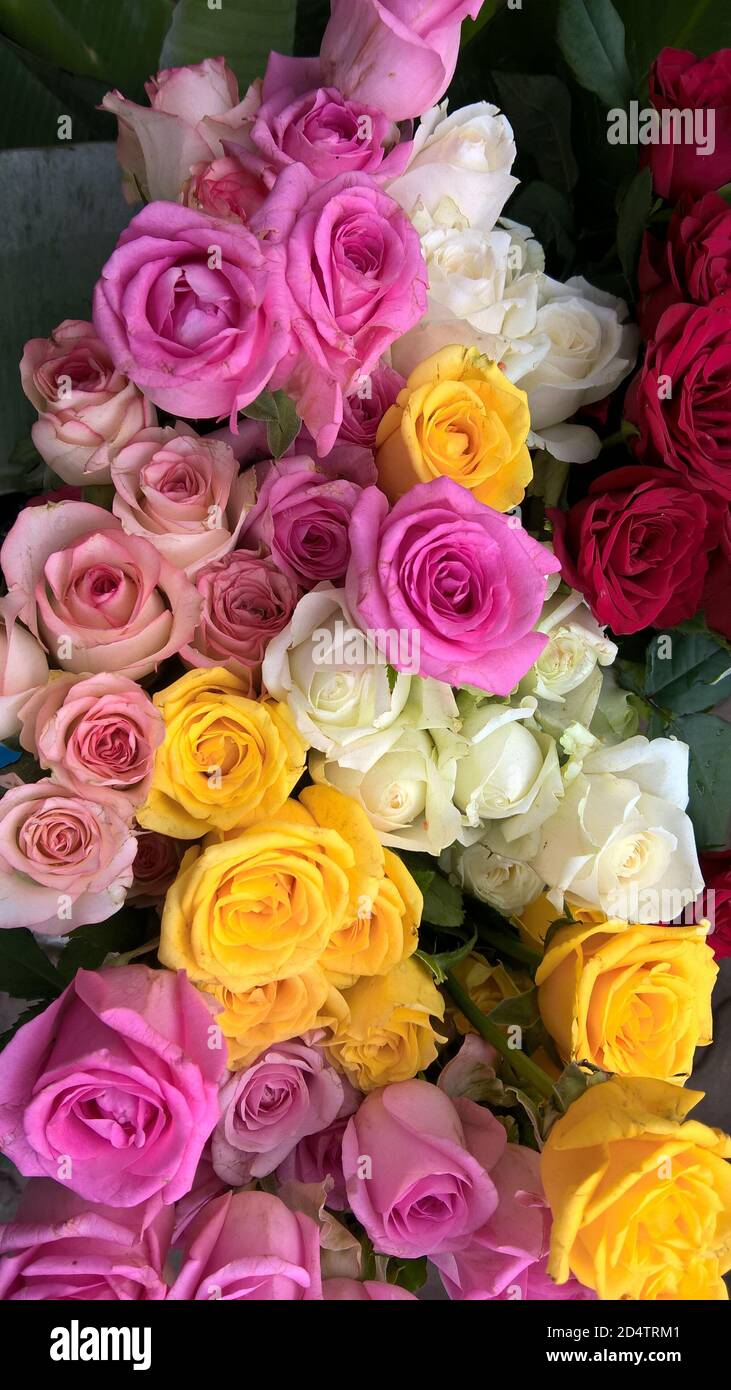 Colorful rose hi-res stock photography and images - Alamy