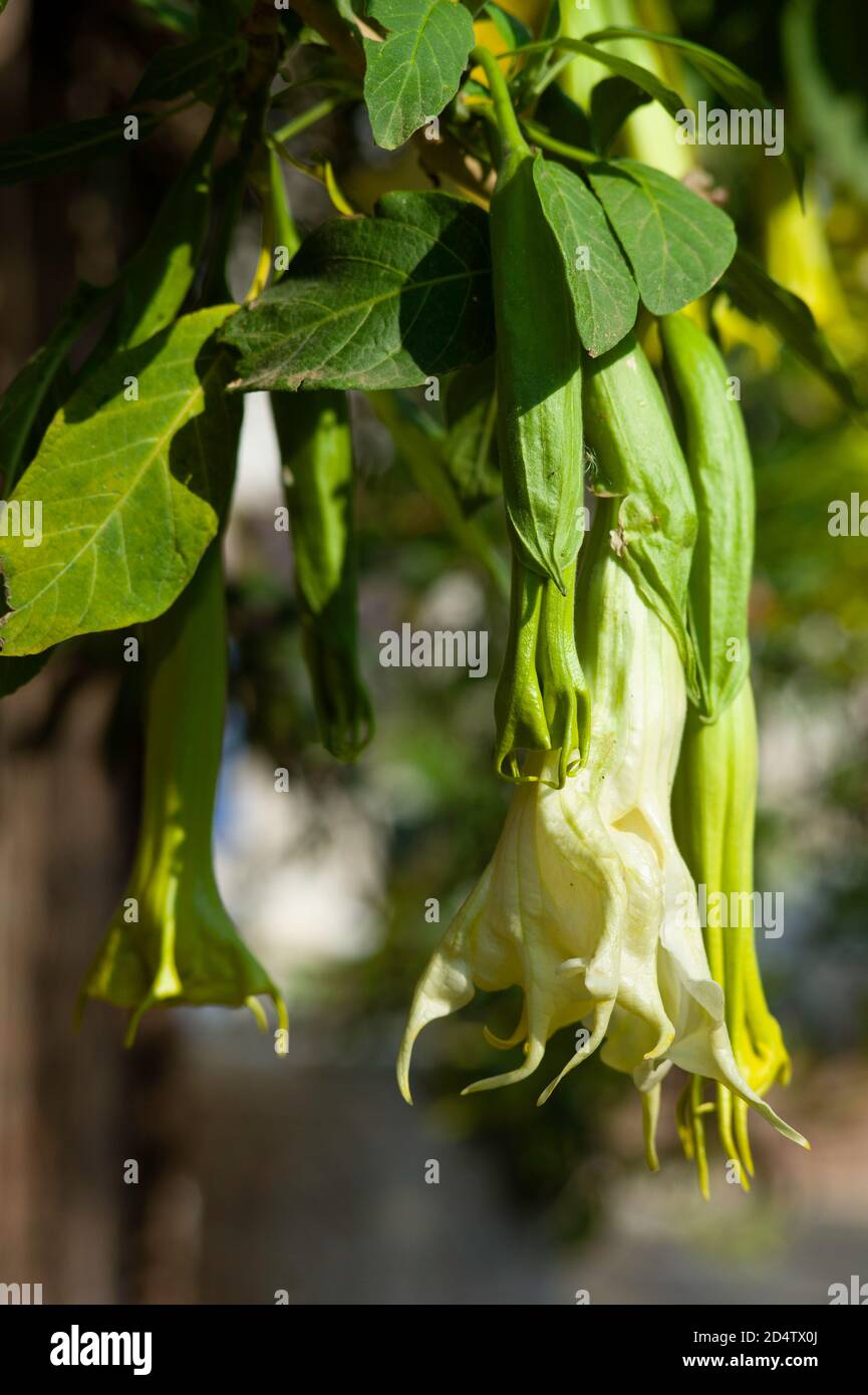 Datura metel, Indian Thornapple, Hindu Datura or Devil's Trumpet,  a shrub-like perennial plant in a garden in Sicily Stock Photo