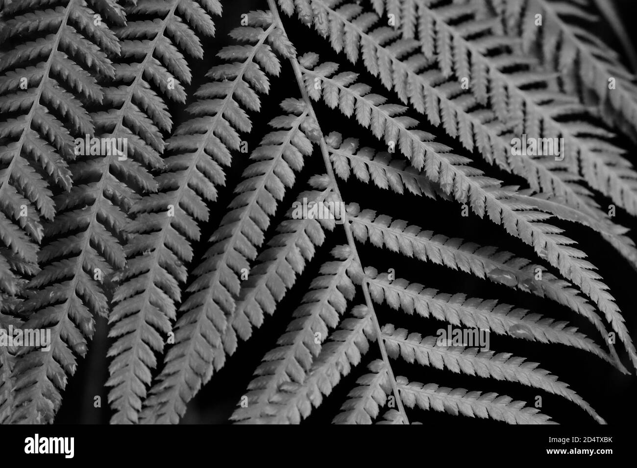 Black and White Fern Leaf Stock Photo