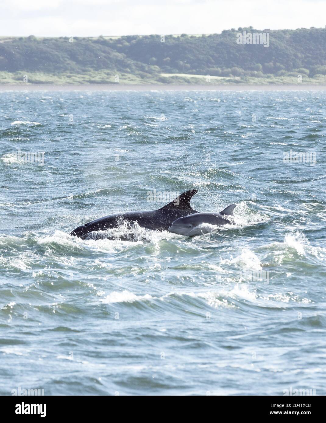 Wild Bottlenose Dolphins // © Amy Muir Stock Photo