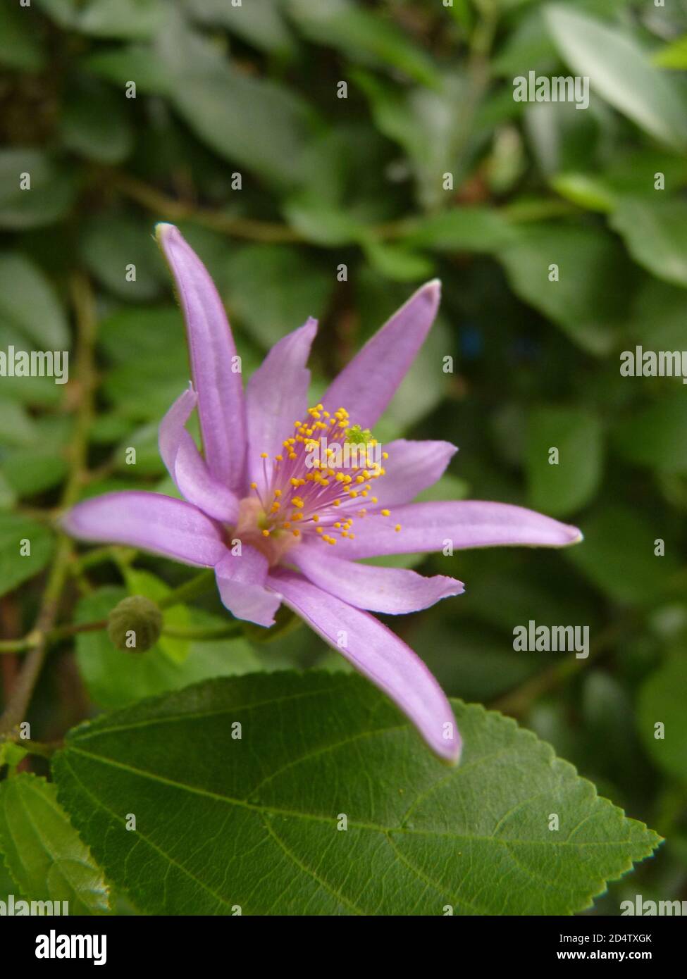 Selective focus shot of beautiful Grewia caffra flower Stock Photo