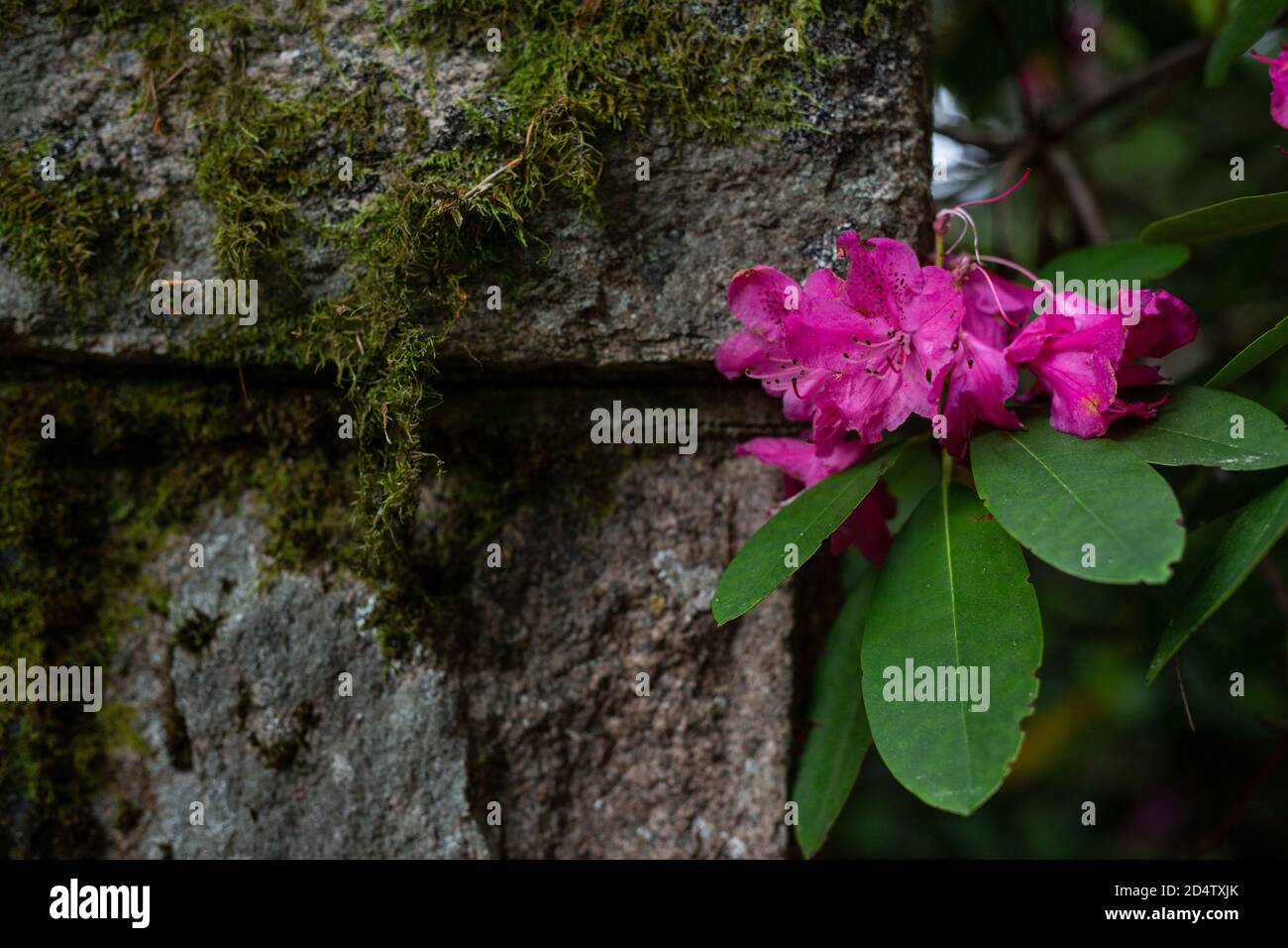 Rhododendron against wall // © Amy Muir Stock Photo