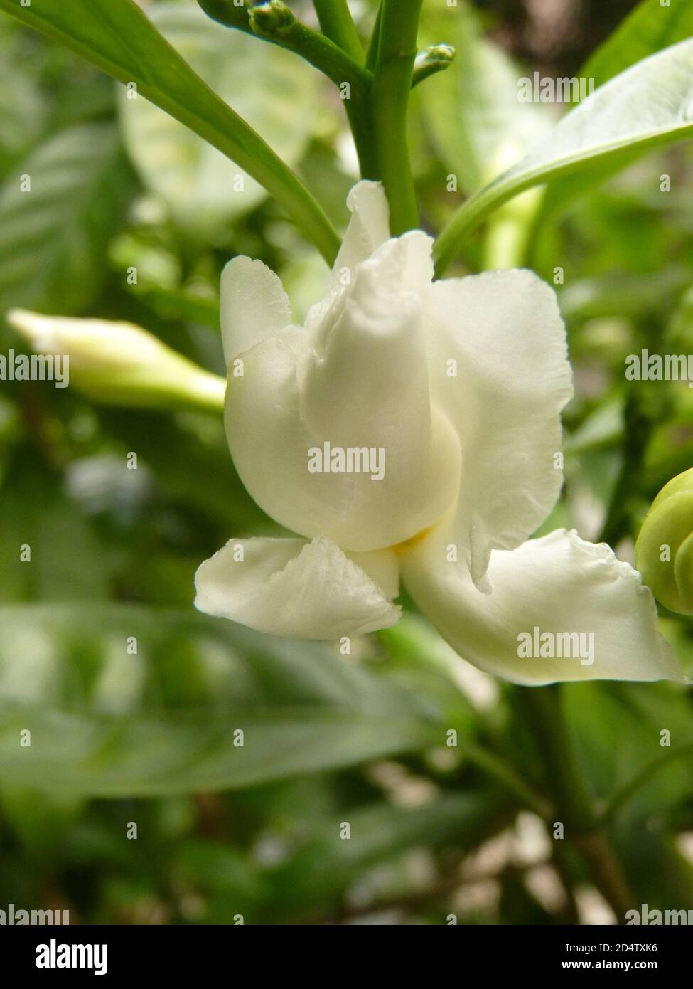Selective focus shot of beautiful Tabernaemontana flower Stock Photo