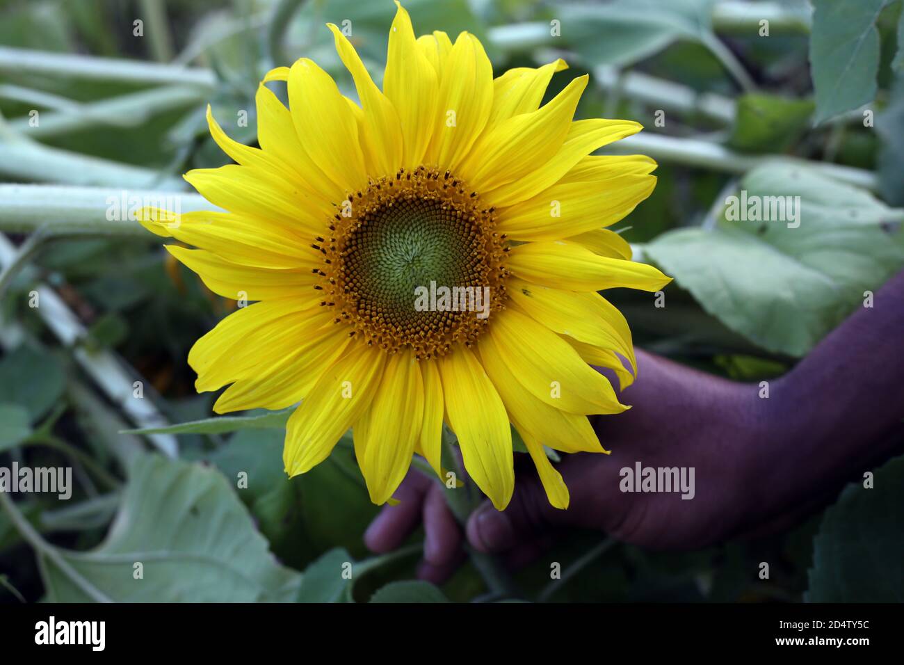 Growing sunflowers hires stock photography and images Alamy
