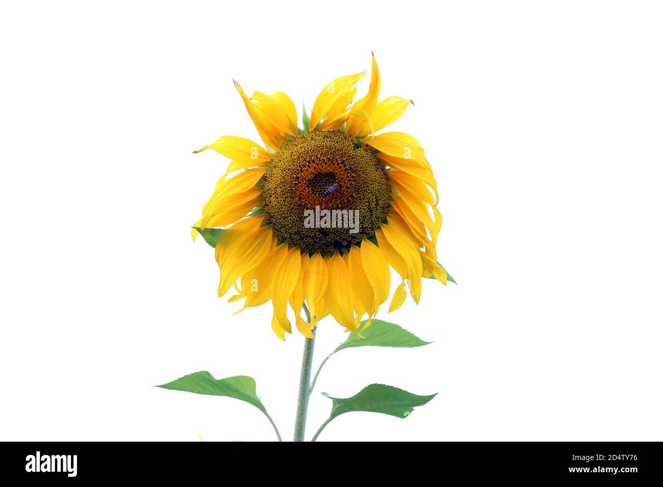 The Sunflower seed growing in the Garden Stock Photo