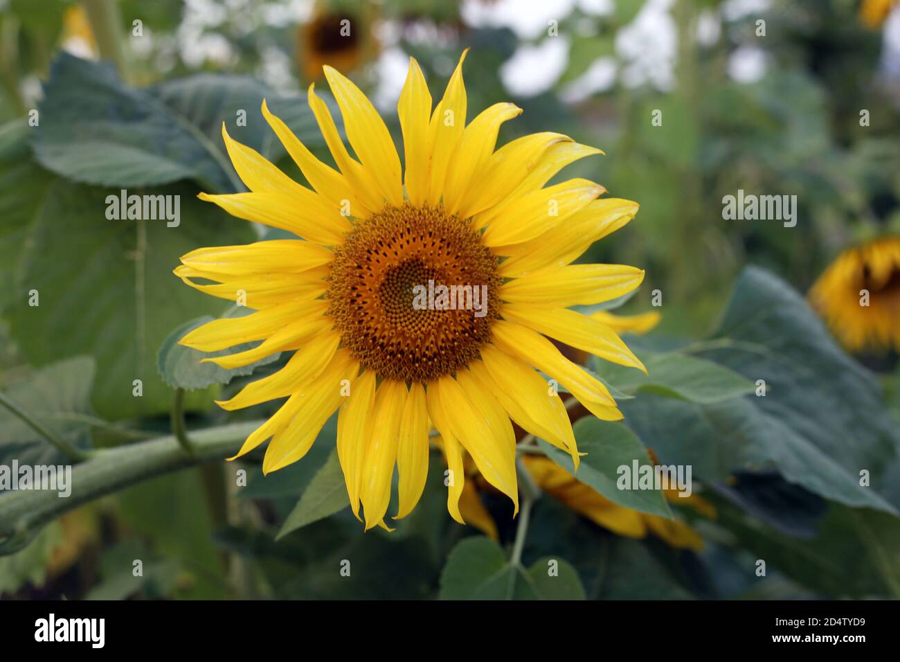 The sunflower blooming in the field in summer Stock Photo - Alamy