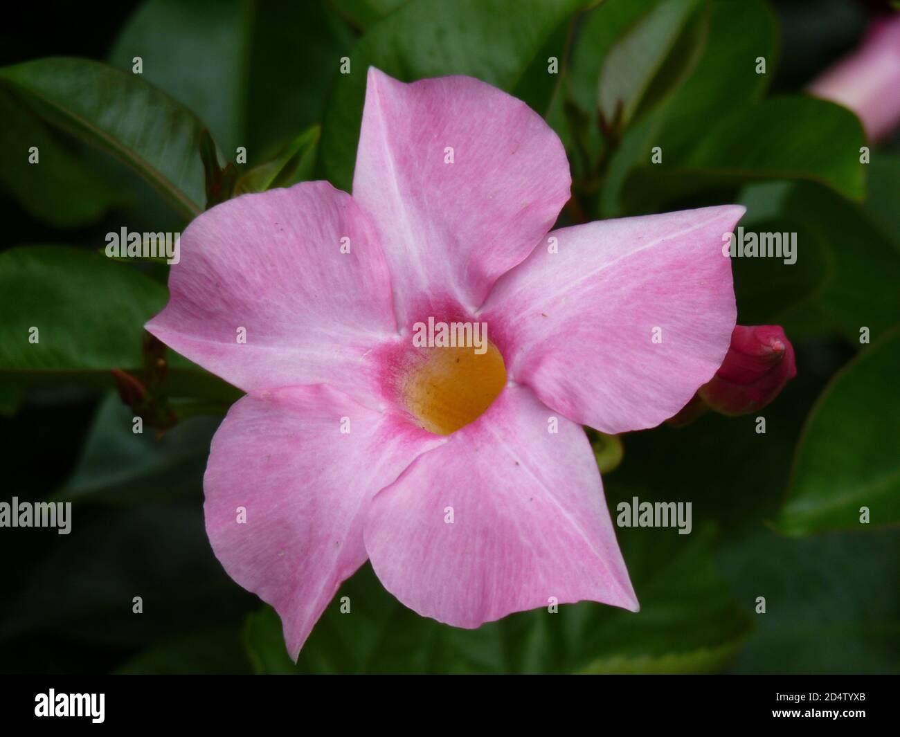 Closeup shot of beautiful pink mandevilla sanderi flower Stock Photo
