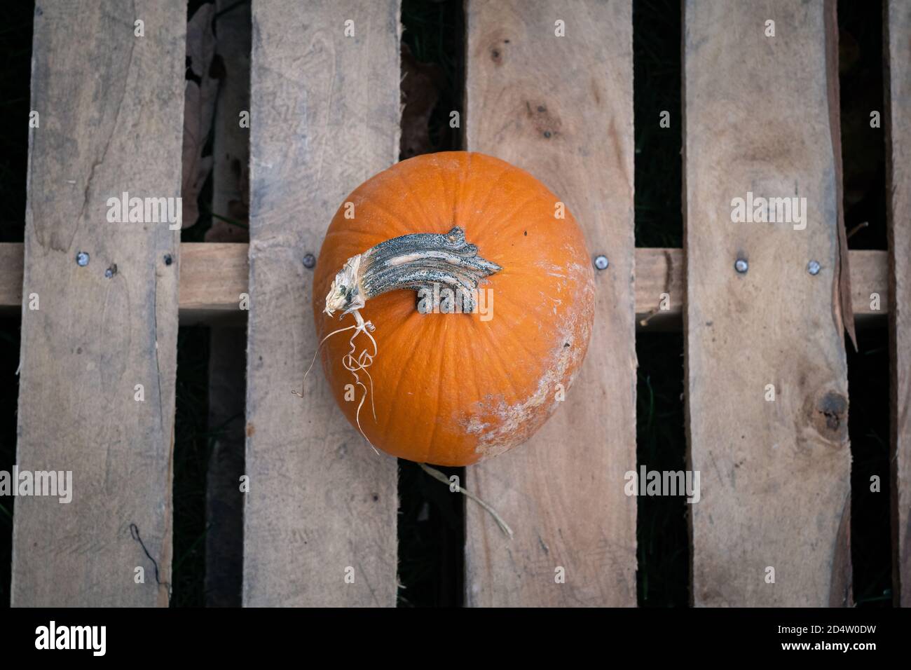 A single pumpkin on a wooden pallet. Stock Photo