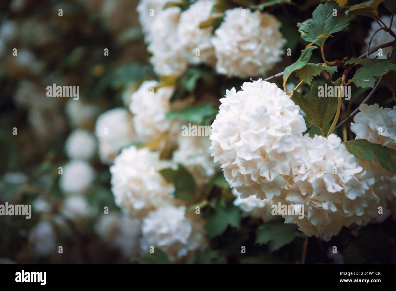 Globular large clusters of white flowers on tall bushes with green leaves. The flowering tree. Natural background. Stock Photo