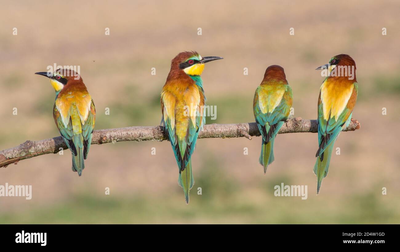 Group of bee eater birds hi-res stock photography and images - Alamy