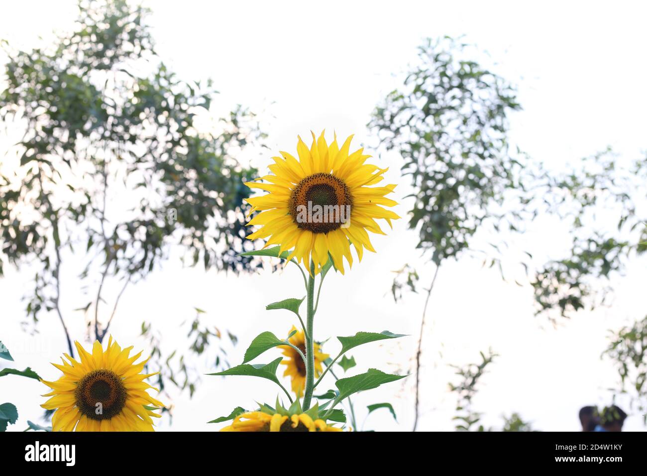 Yellow sunflowers and Field of sunflowers Stock Photo - Alamy
