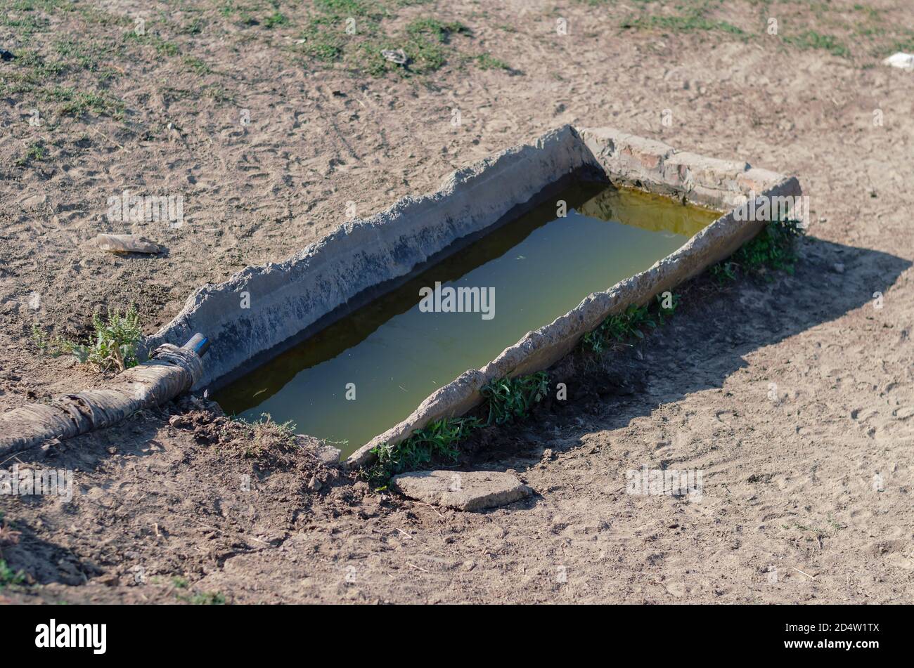 Dirty cow drinker in the pasture. Rectangular water tank for livestock