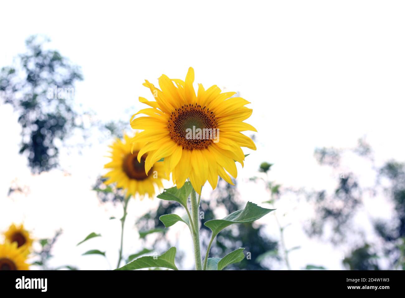 Sunflower field and Beautiful nature landscape Stock Photo - Alamy