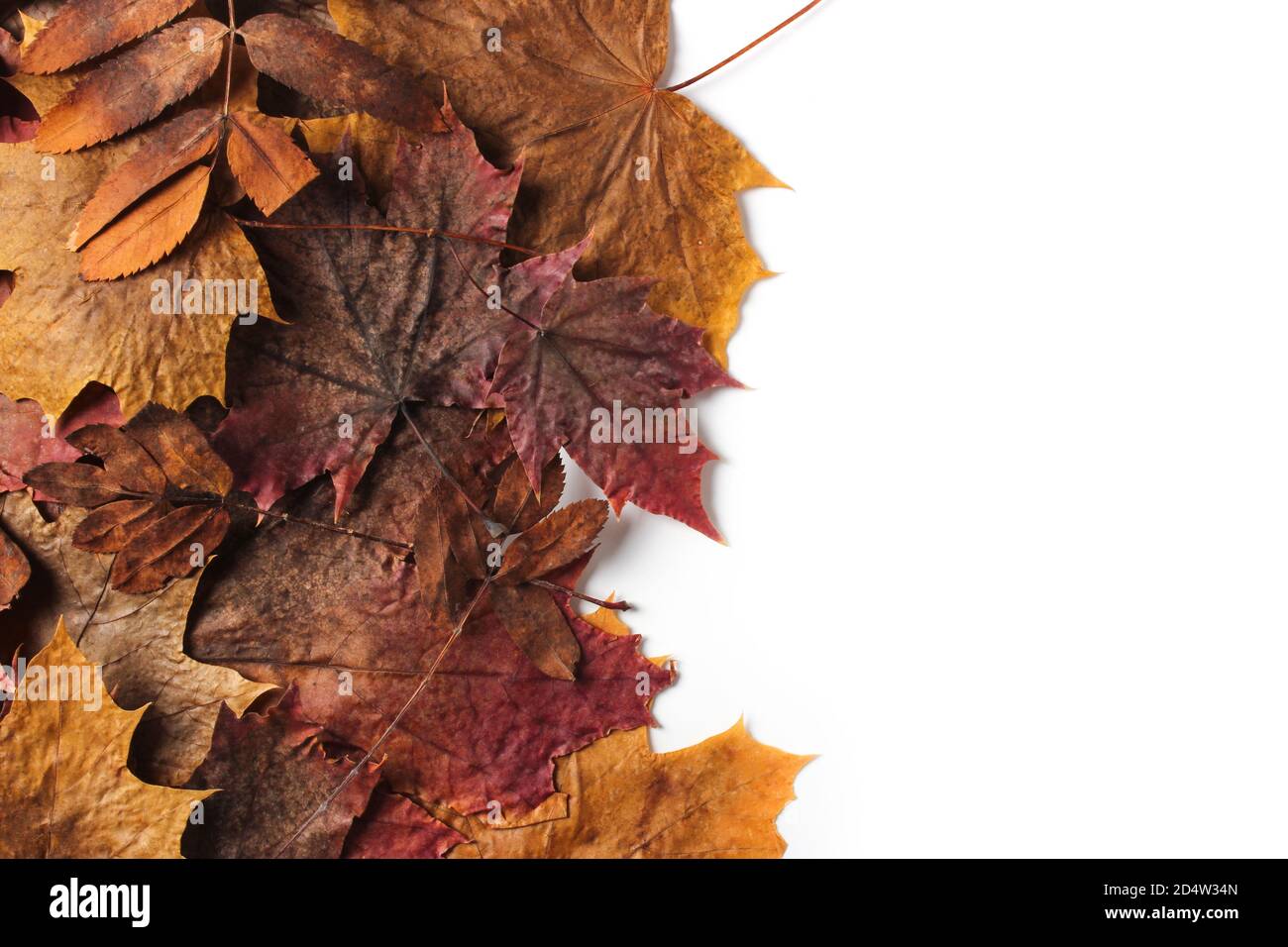 Multicolored autumn dry leaves on white background Stock Photo