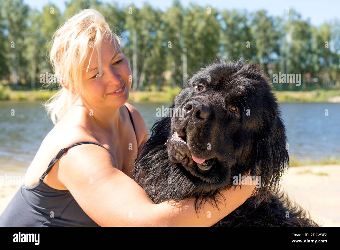 A smiling caucasian woman in a swimming suit hugs a Newfoundland dog after swimming in a lake. Stock Photo
