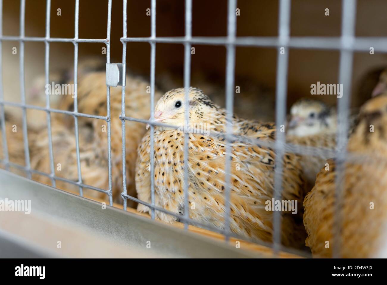 Quail in a cage close-up. Quail Farm. Manchurian quail. Selective focus