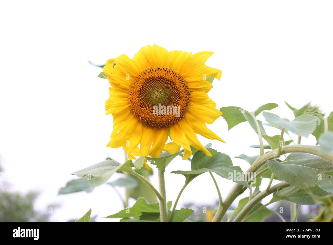 Sunflower flower view blooming in the noon Stock Photo Alamy