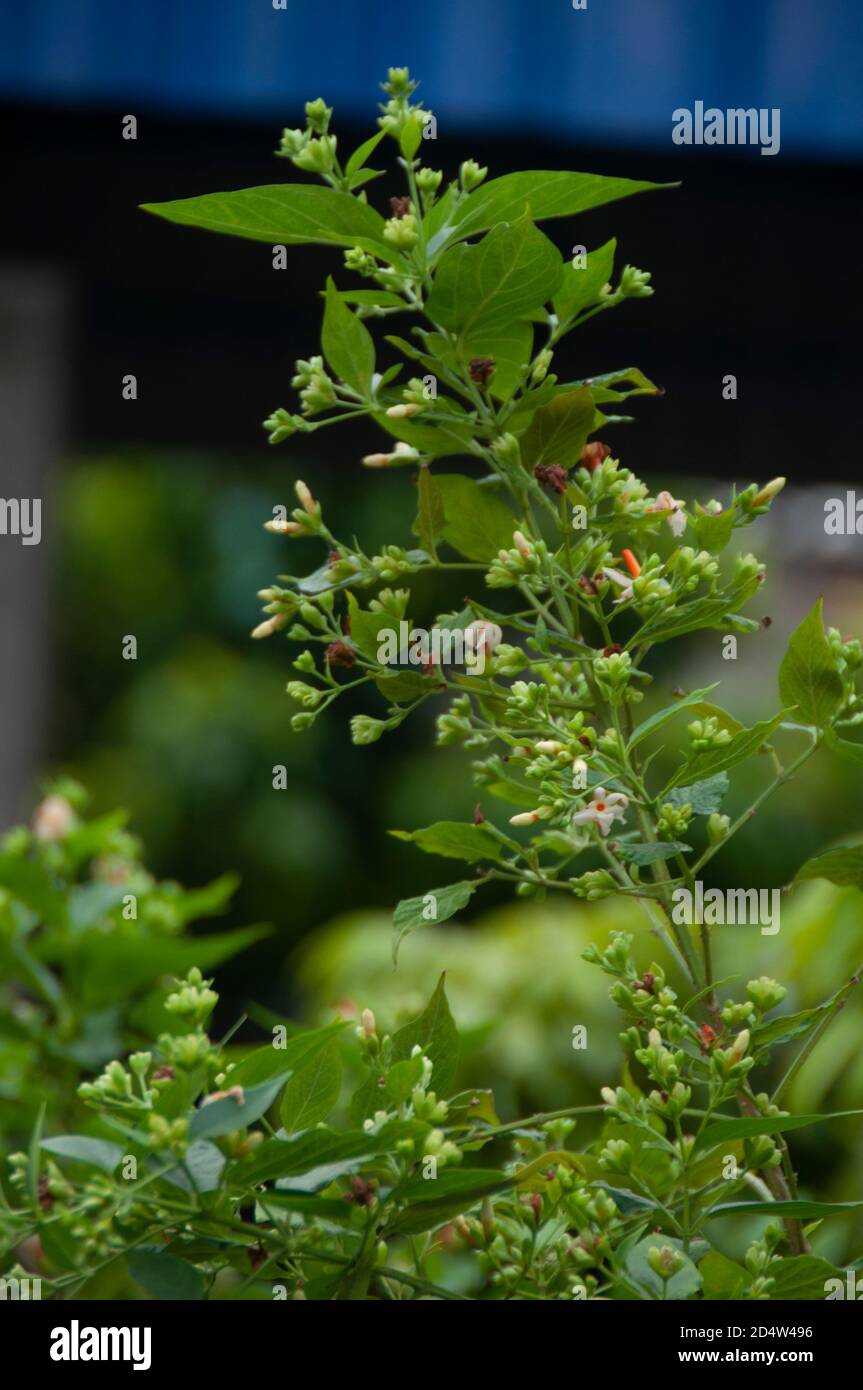 buds of nightflowering jasmine or shiuli in bengali ready to bloom in