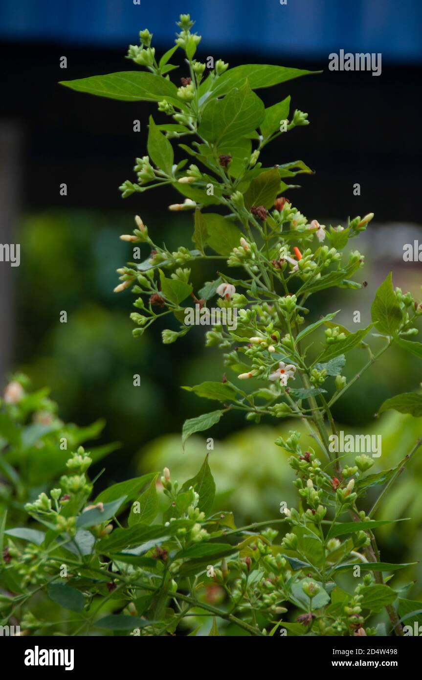 buds of nightflowering jasmine or shiuli in bengali ready to bloom in