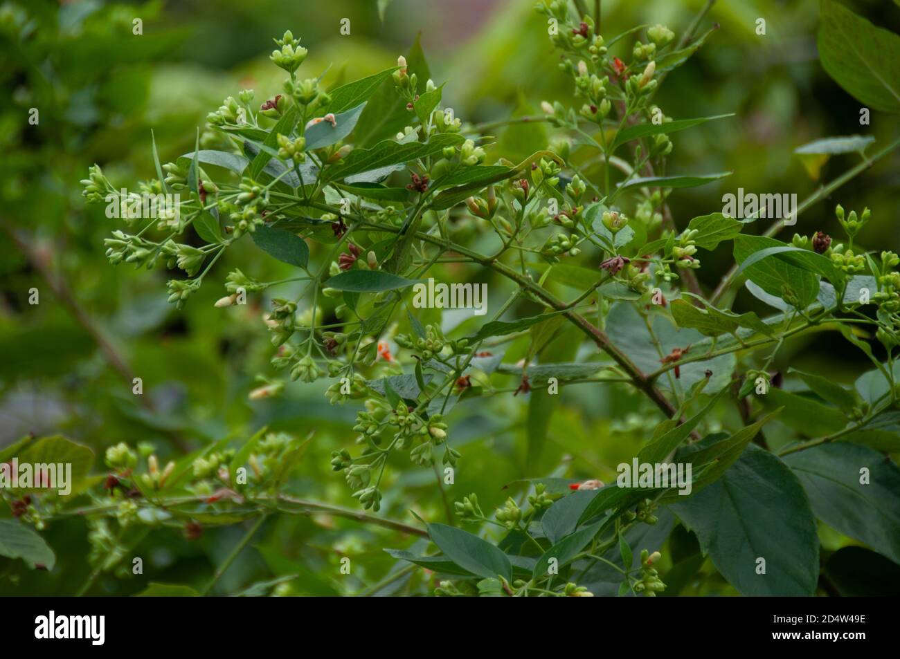 buds of nightflowering jasmine or shiuli in bengali ready to bloom in