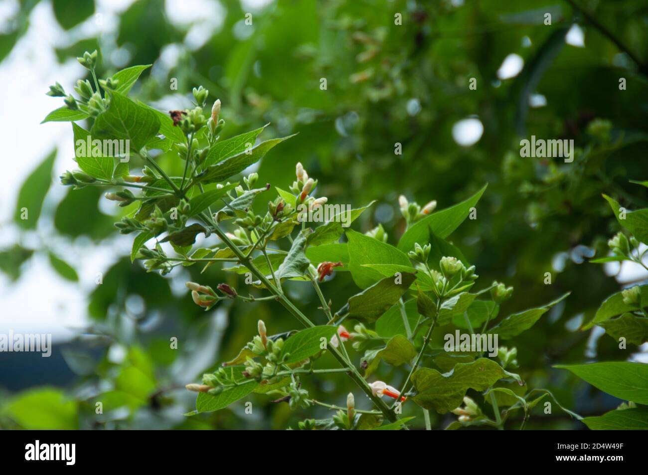 buds of nightflowering jasmine or shiuli in bengali ready to bloom in