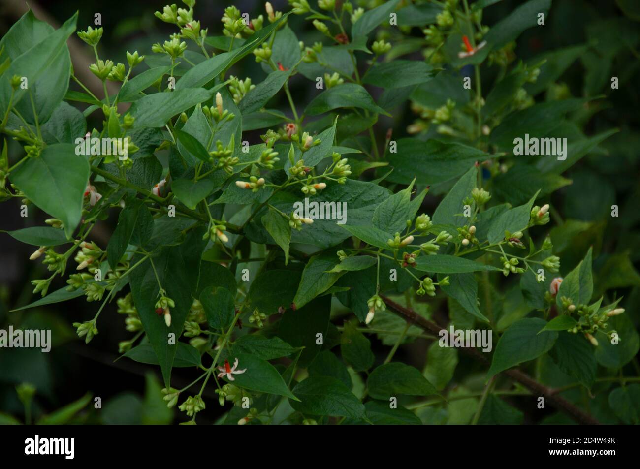 buds of nightflowering jasmine or shiuli in bengali ready to bloom in