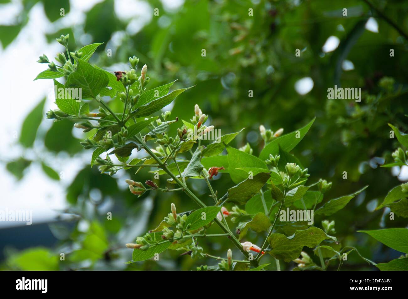 buds of nightflowering jasmine or shiuli in bengali ready to bloom in