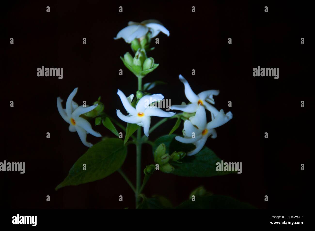 night flowering jasmine or shiuli in bengali bloom at night Stock Photo