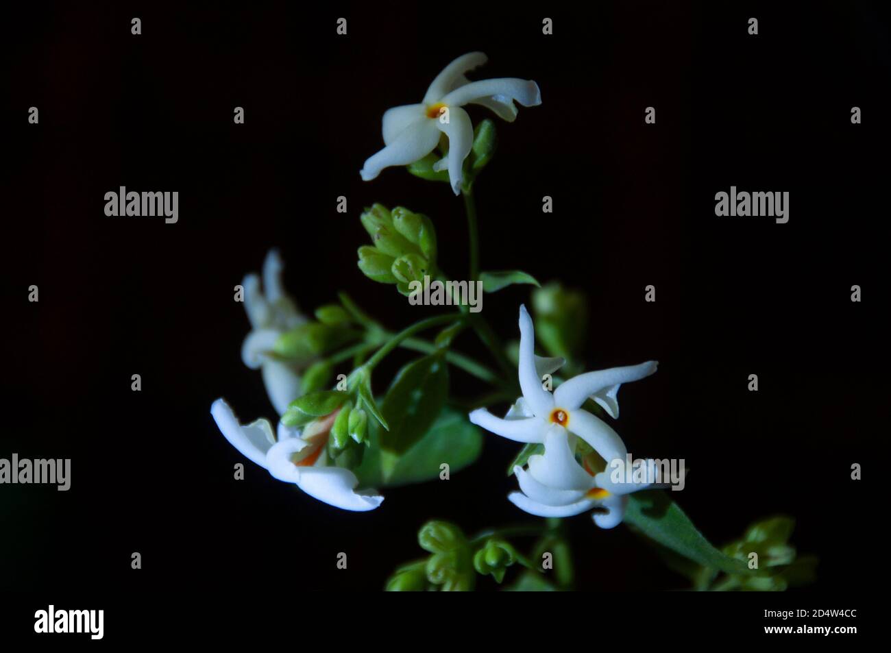 night flowering jasmine or shiuli in bengali bloom at night Stock Photo