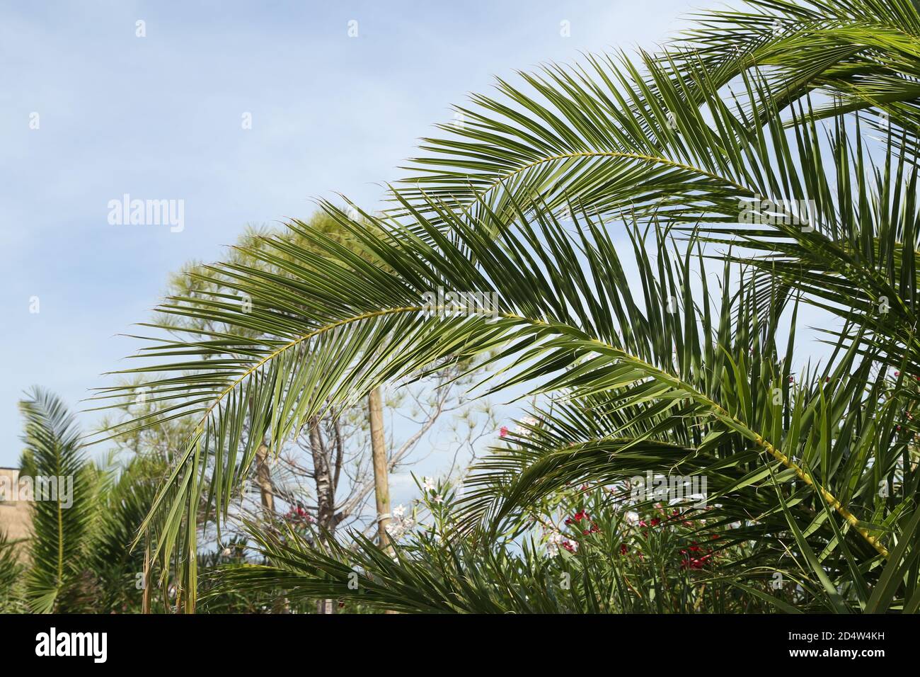 View of palm leaves on a blue sky background Stock Photo - Alamy
