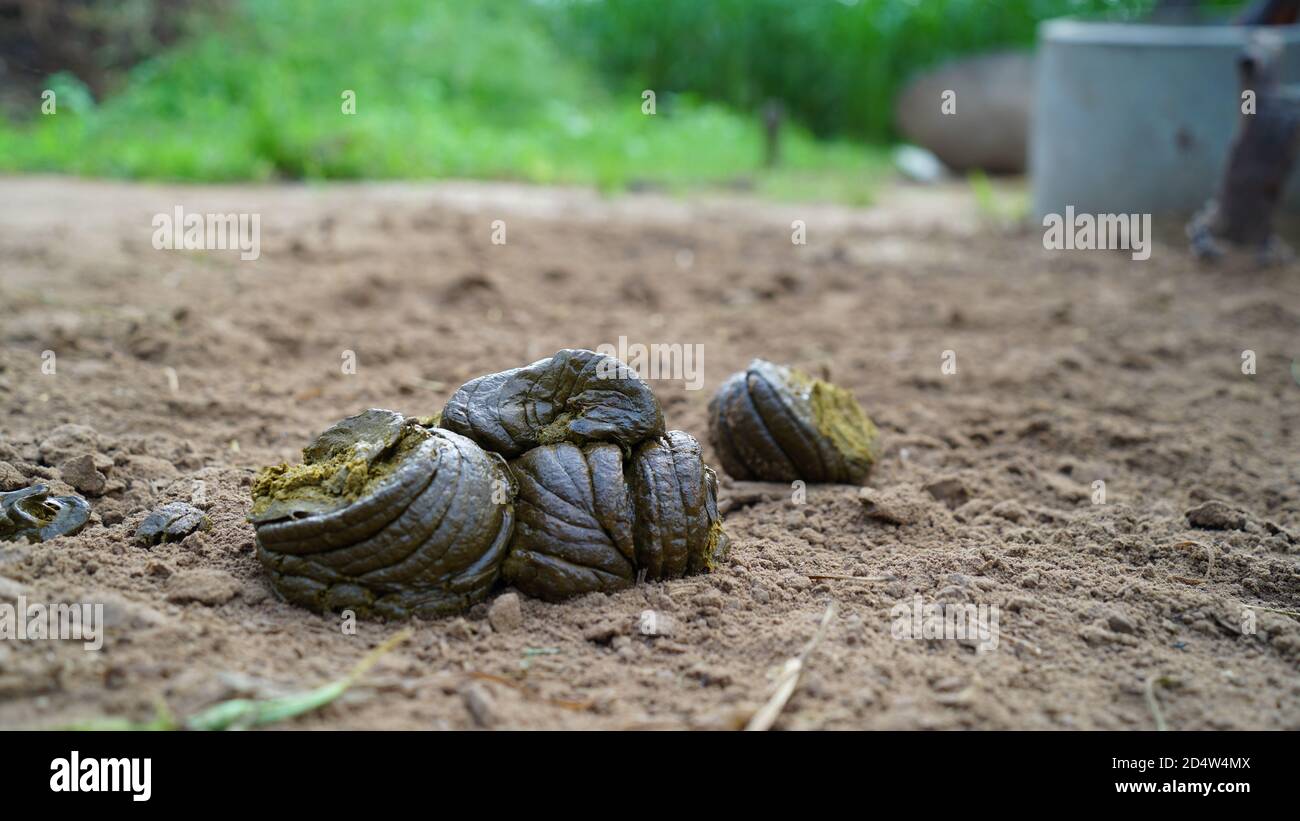 Cow dung for manure or compost to add plants to the plant growth Stock
