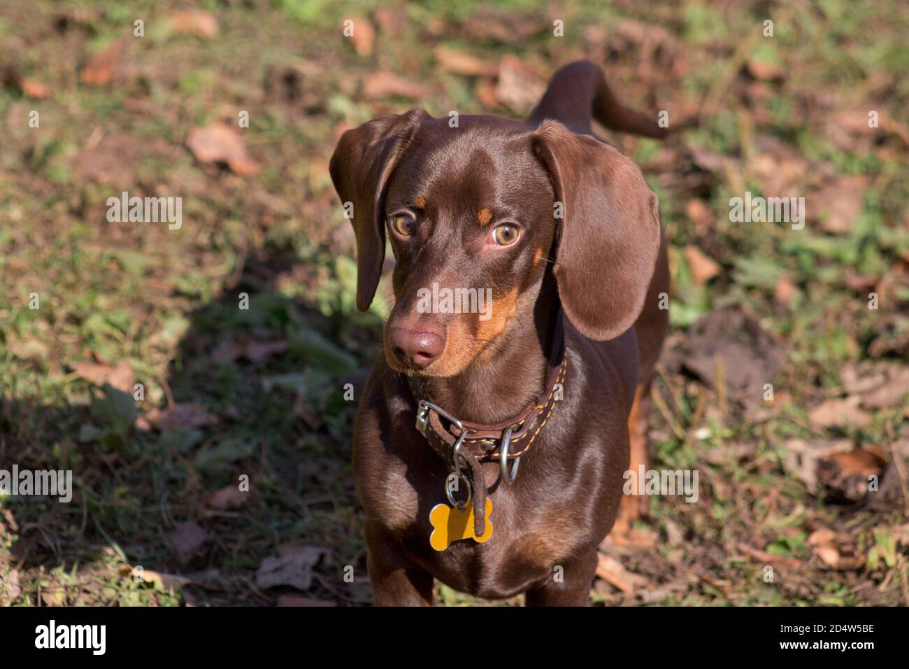 Cute dachshund puppy is standing in the autumn park. Wiener dog or sausage dog. Pet animals. Purebred dog. Stock Photo