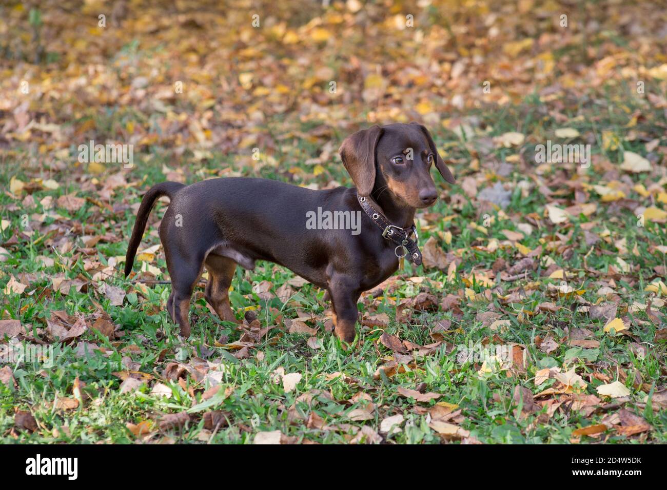 Little dachshund puppy is standing in the autumn park. Wiener dog or sausage dog. Pet animals. Purebred dog. Stock Photo