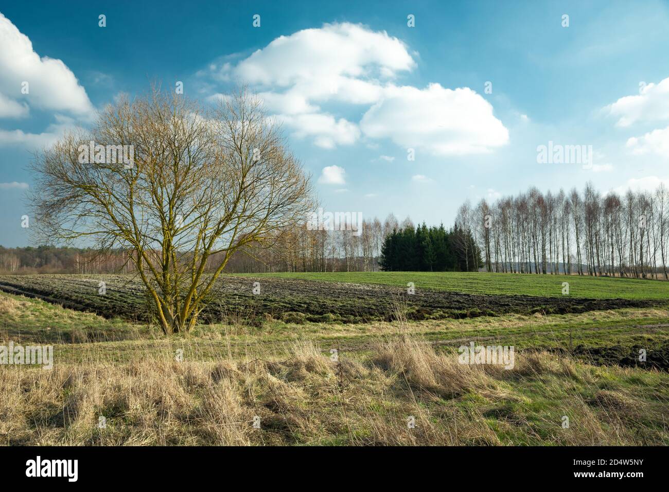 Tree in front of the green field and white clouds on the blue sky Stock ...