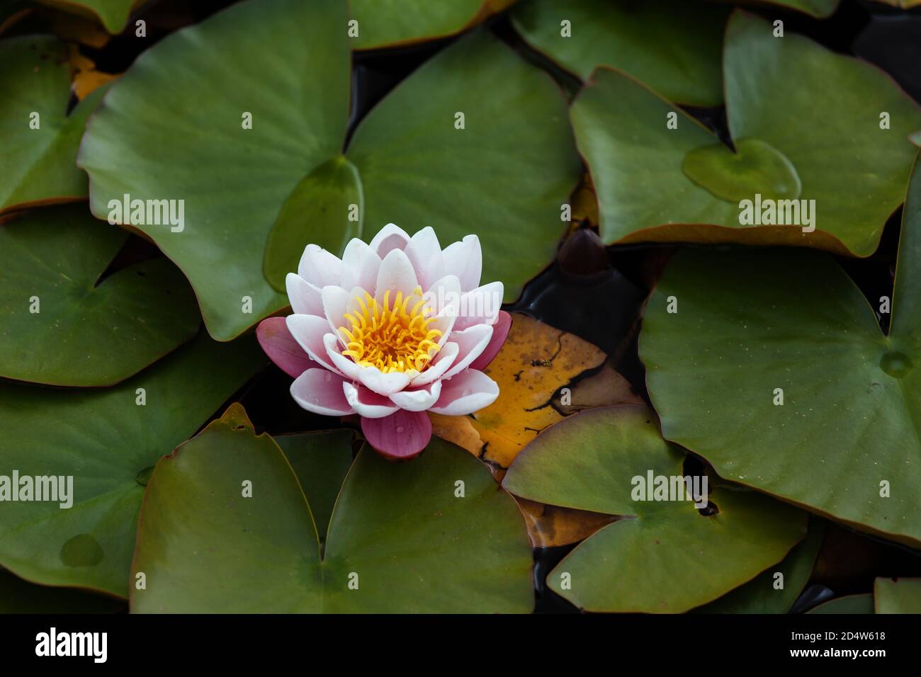 Beautiful water lily flower in the lake with a lot of green water lily leaves surrounded. Stock Photo
